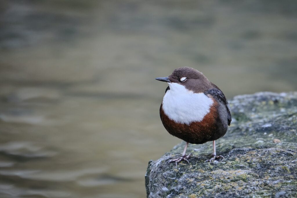 Paderborn is known for its enchanting forests and majestic fauna.